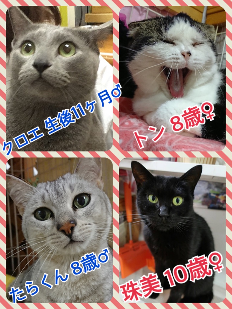 【今日の里帰りワンコ🐶チワワのダイ君💕】＆支援物資をありがとうございます💑＆今日のニャンコキャスト🐱